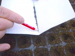 Sowing seeds in modular trays