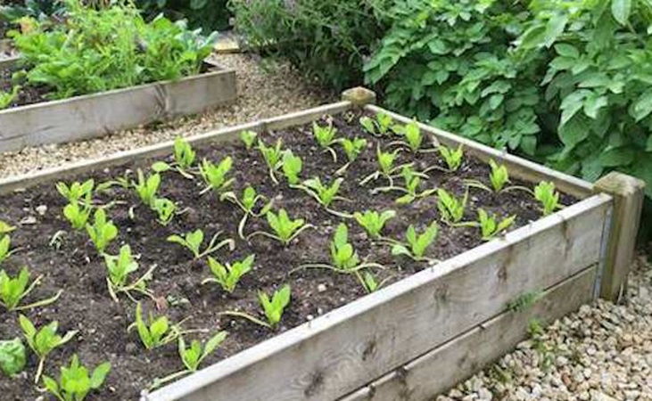 spinach seedlings in a raised bed