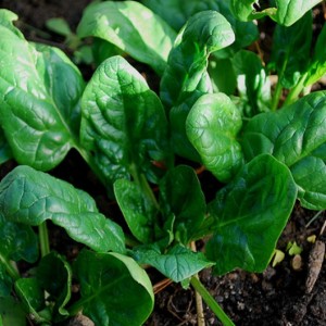 Annual spinach