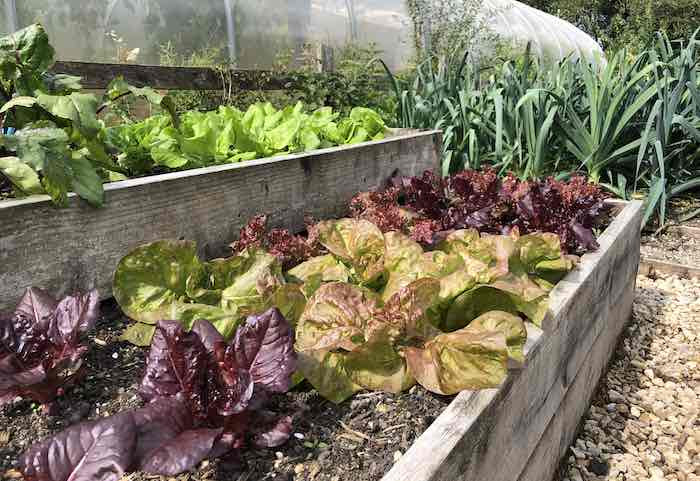 Salad Garden in a split level raised bed