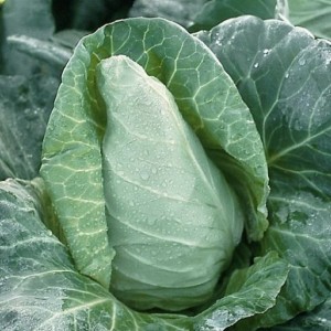 Spring cabbage