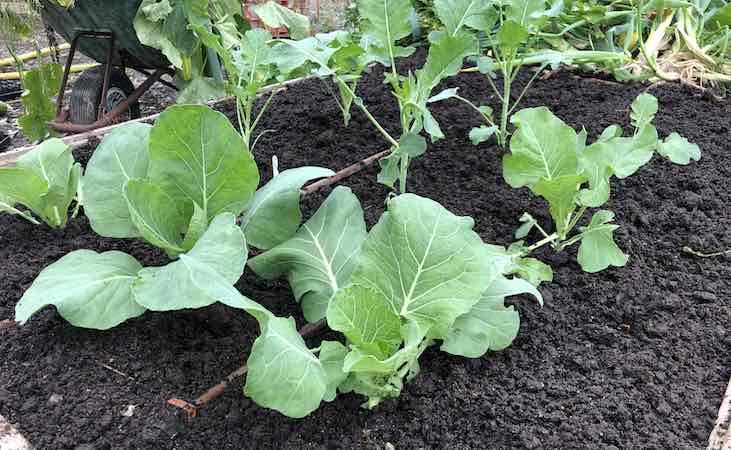 spring cabbage in the polytunnel spring cabbage in the polytunnel