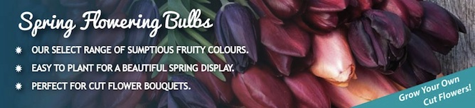 Order spring tulip bulbs