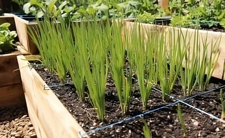 Spring onions