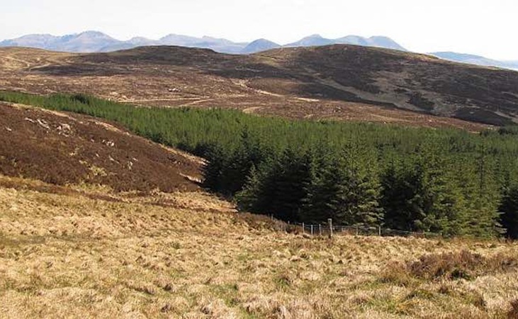 spruce plantation