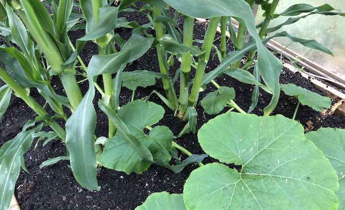 Growing squash plants through sweetcorn
