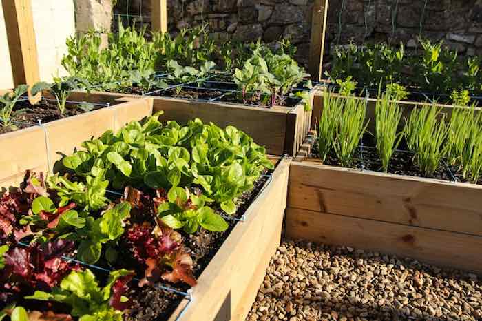vegetables growing in beds