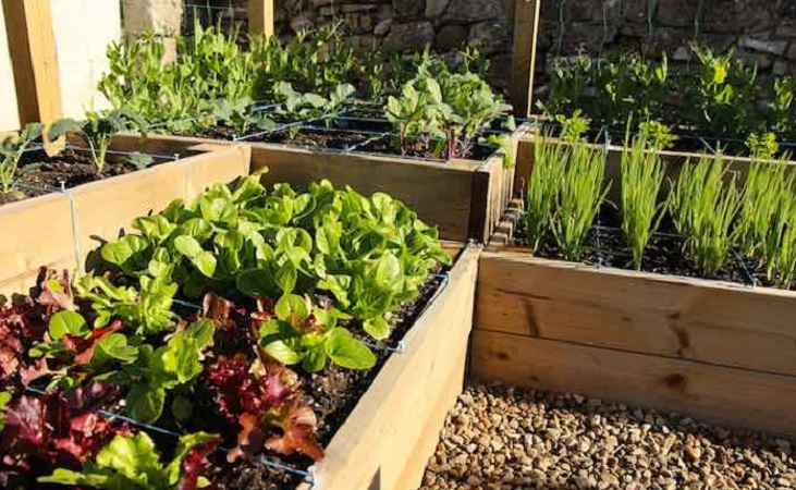 Square foot garden raised beds