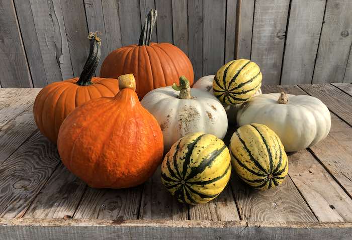 Colourful squash