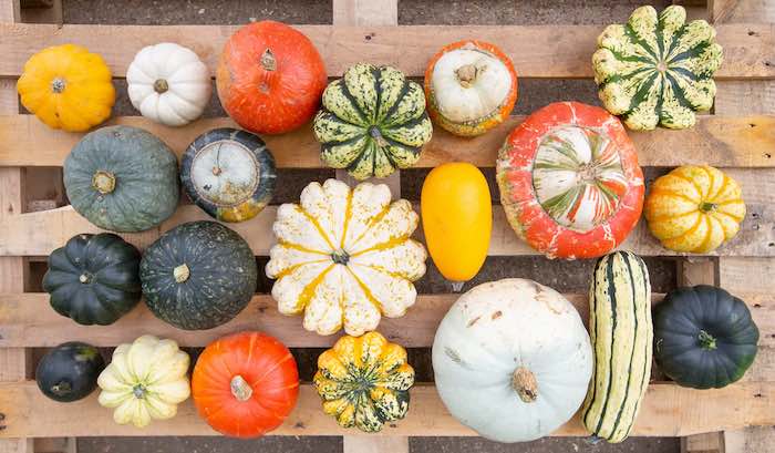 Summer and winter squash grown in a polytunnel