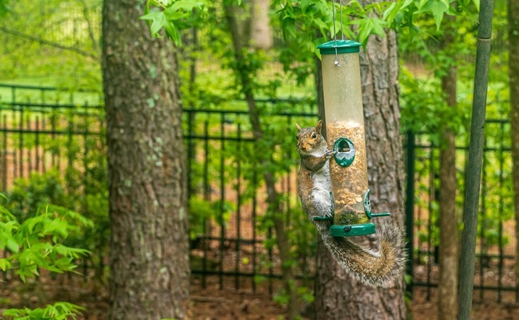 A squirrel hanging on a bird feeder A squirrel hanging on a bird feeder
