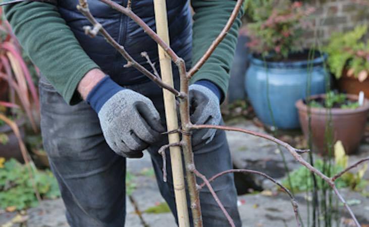 Staking a fruit tree