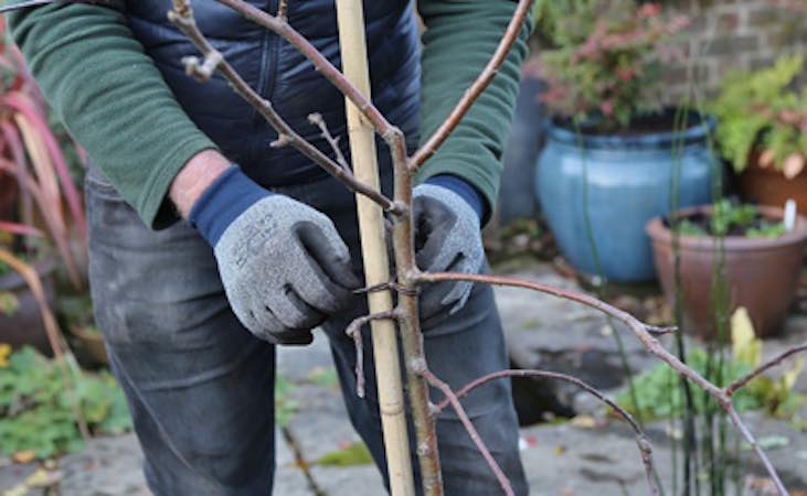 Staking a fruit tree
