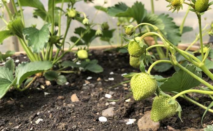 Strawberries in the polytunnel