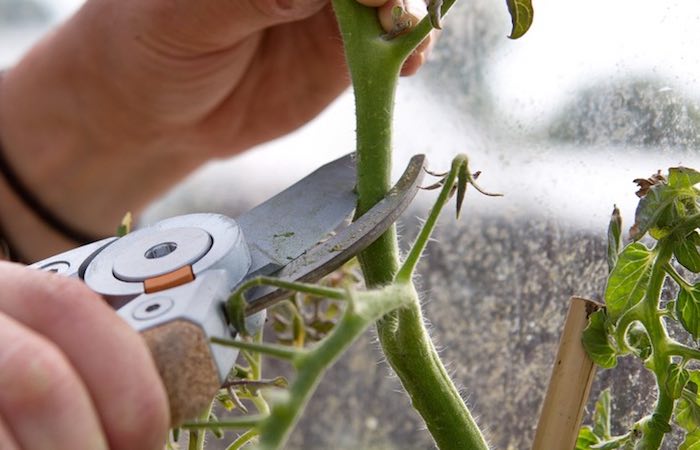 Stopping tomatoes to ripen fruit