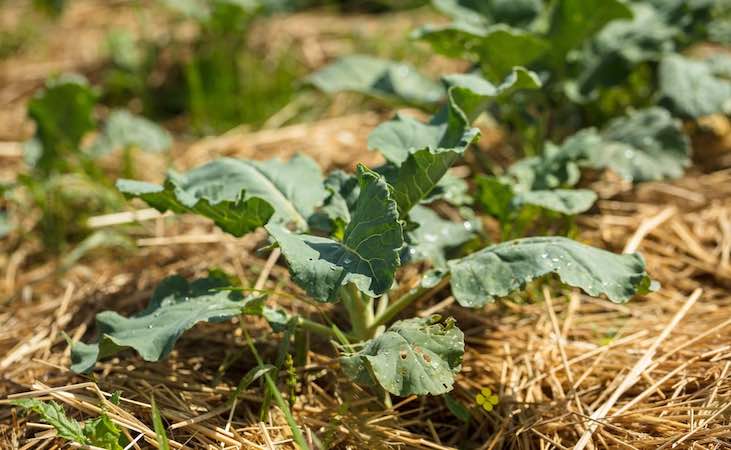 straw mulch to retain moisture