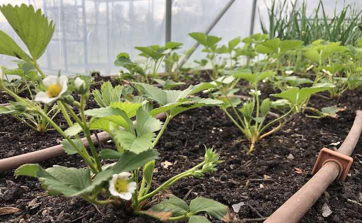 Strawberries in the polytunnel with irrigation piping
