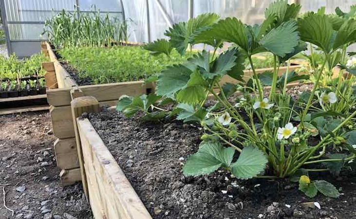 Strawberries in raised beds in the polytunnel