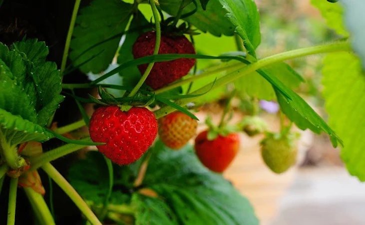 strawberry plant