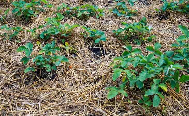 mulching strawberry plants with straw