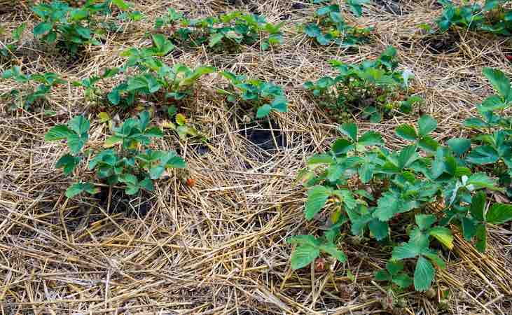 strawberry plant mulch