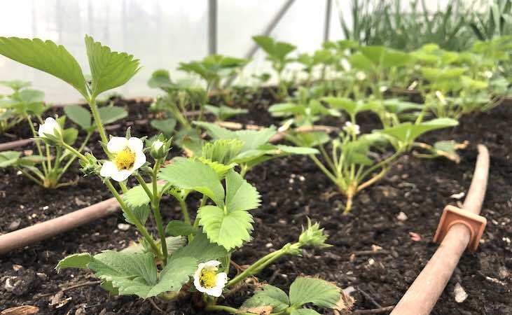 Strawberry plants in raised bed