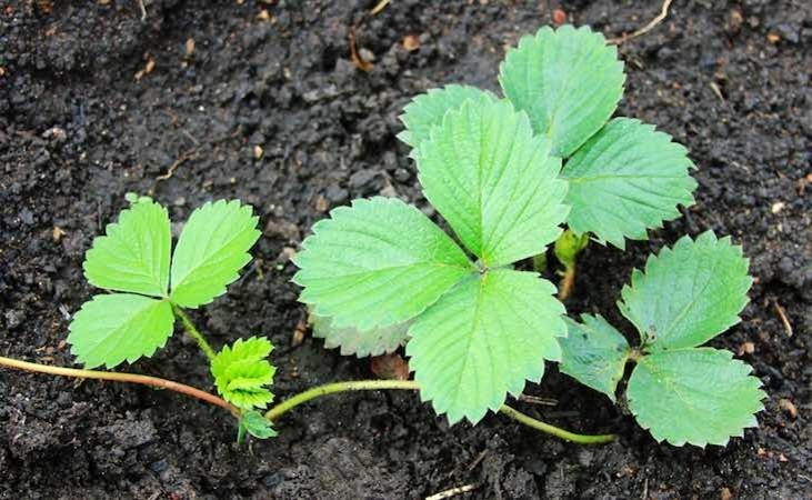 Strawberry runners