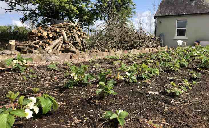 Piles of timber and branches beside a row of plants in Scott's garden