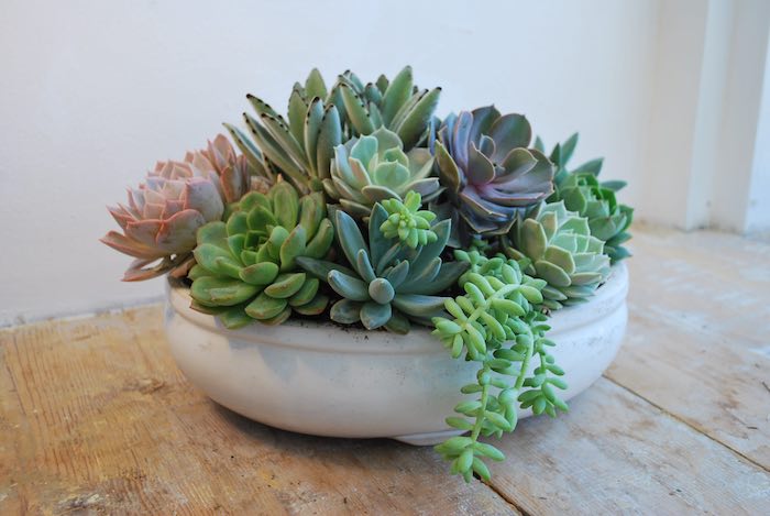Succulent display in bowl