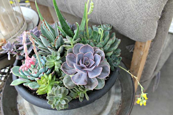 Indoor succulent plant mix