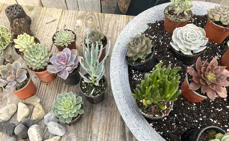 A diverse variety of succulents in pots
