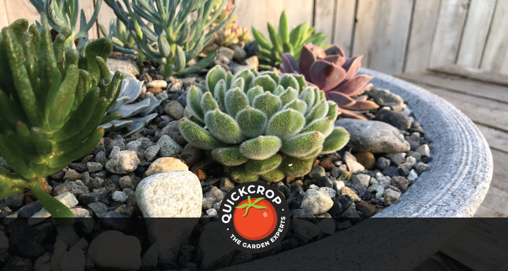 Succulent plant display in a bowl - header image