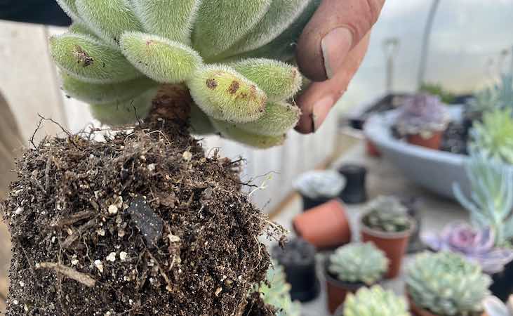 A cleaned main succulent stem with plenty of space between the compost and the first tier of leaves.