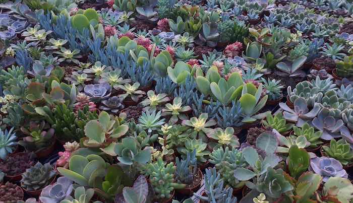 New succulent tray selection