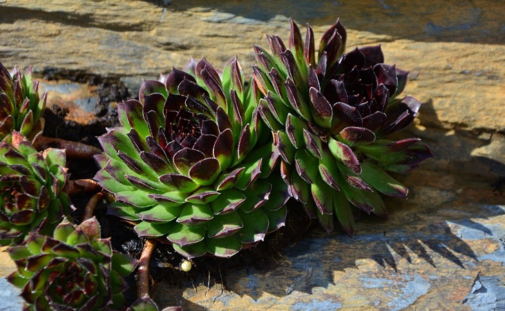 Succulent cactus plants growing in an arid climate