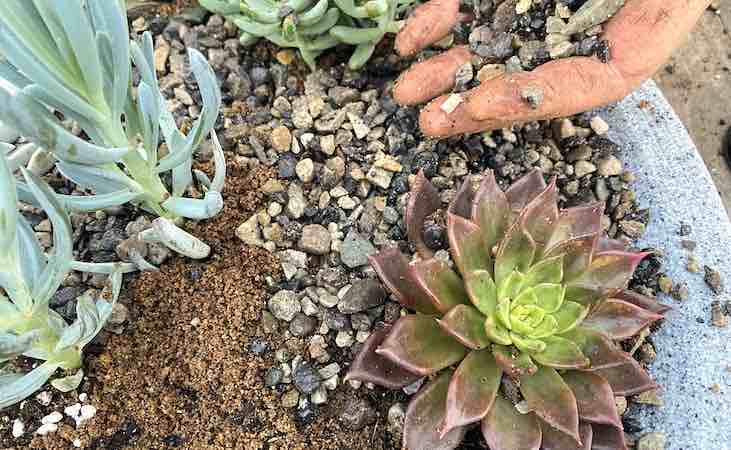 Adding gravel to a succulent plant bowl