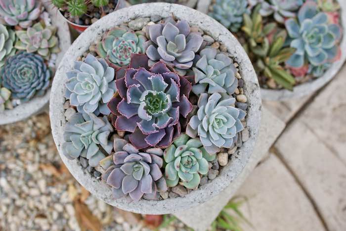 Succulent displays planted in bowls