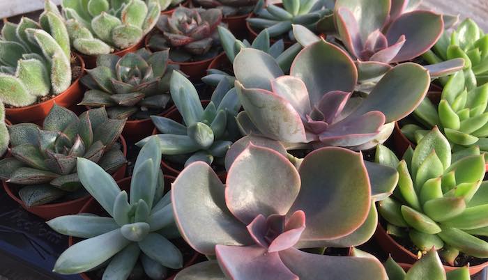 Succulent tray selection