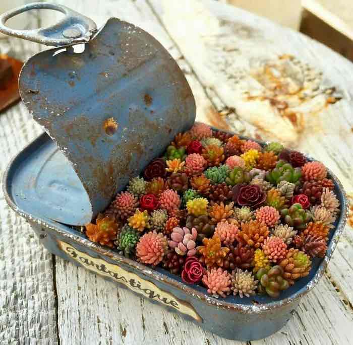 baby miniature succulent packs