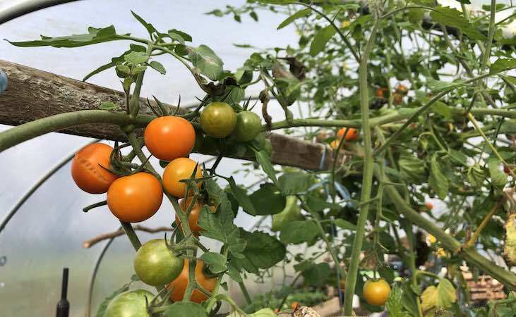 Sungold tomatoes growing high up in a polytunnel Sungold tomatoes growing high up in a polytunnel