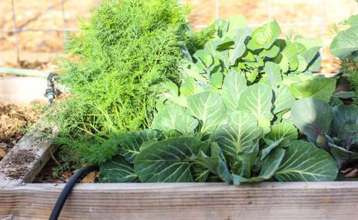 Sunlight on vegetable bed polytunnel