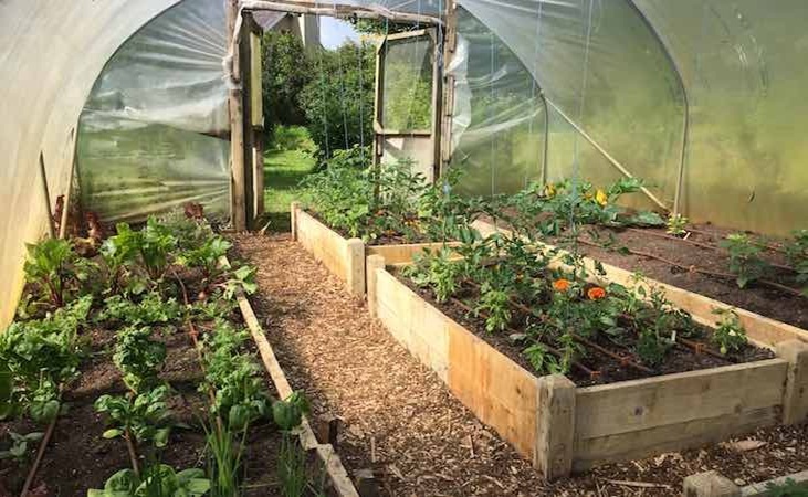 Inside a sunny polytunnel