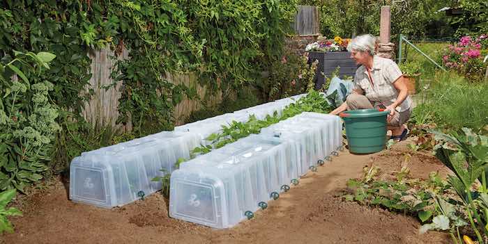 Sunny mini polytunnel vegetable growing system