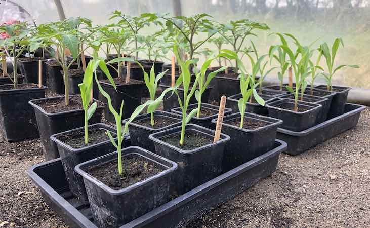 Sweetcorn in 9cm pots