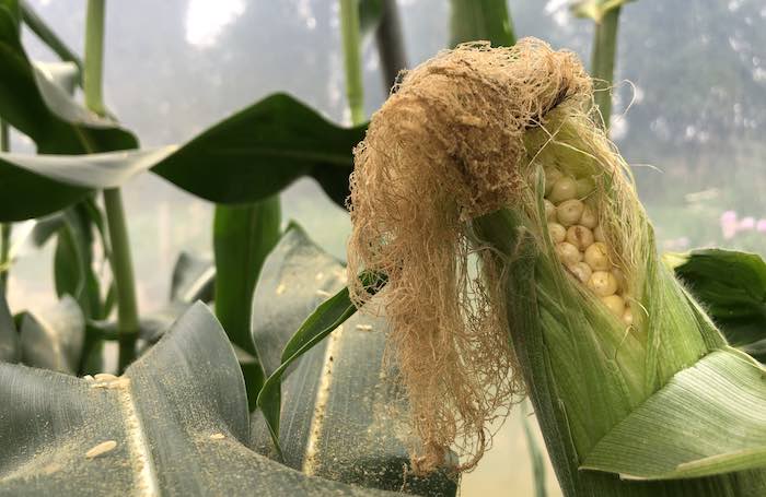 Sweetcorn ripeness test