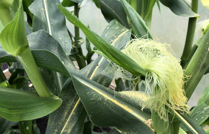 Pollination sweetcorn silks