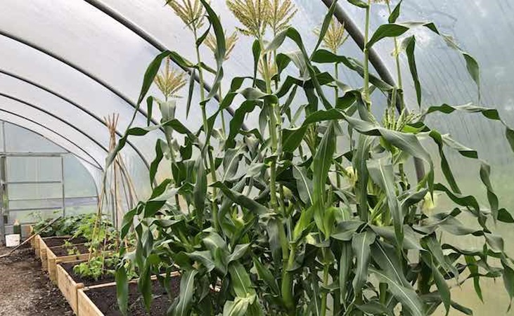 Sweetcorn in the polytunnel