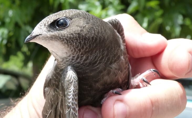 A bird in the hand is worth two in the bush