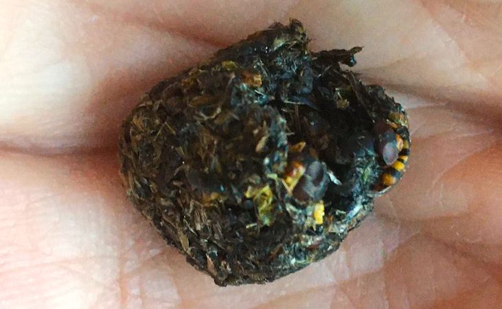 A nutritious swift 'Bolus'