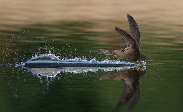 a swift drinking